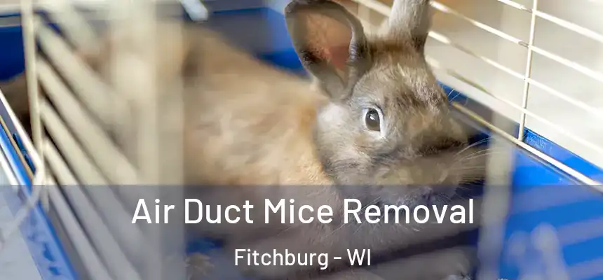 Air Duct Mice Removal Fitchburg - WI